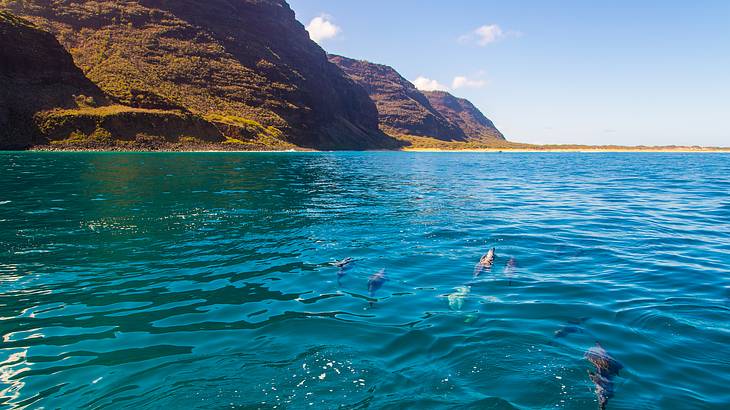 Dolphins swimming in the turquoise ocean with cliffs on the shore