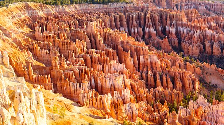 A large area of crimson-colored hoodoos surrounded by trees