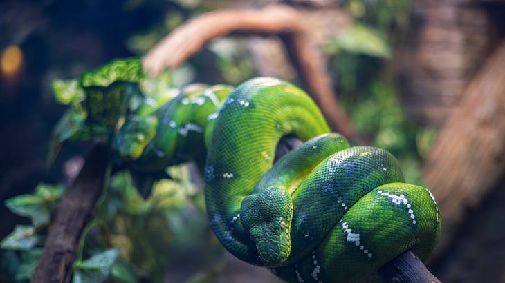 A vibrant green snake coiled on a tree branch