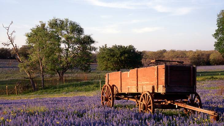 Wooden carriage in the middle of a meadow with purple flowers