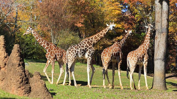 Four giraffes standing on the grass with orange trees surrounding them