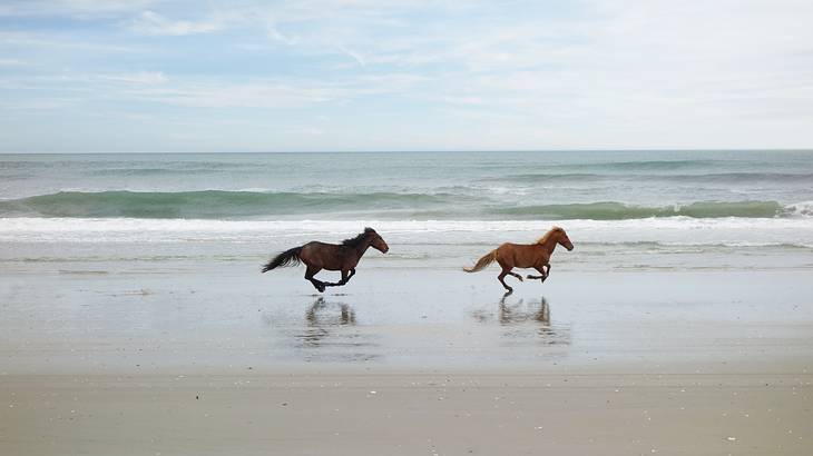 Two wild horses running on the beach with the ocean behind them