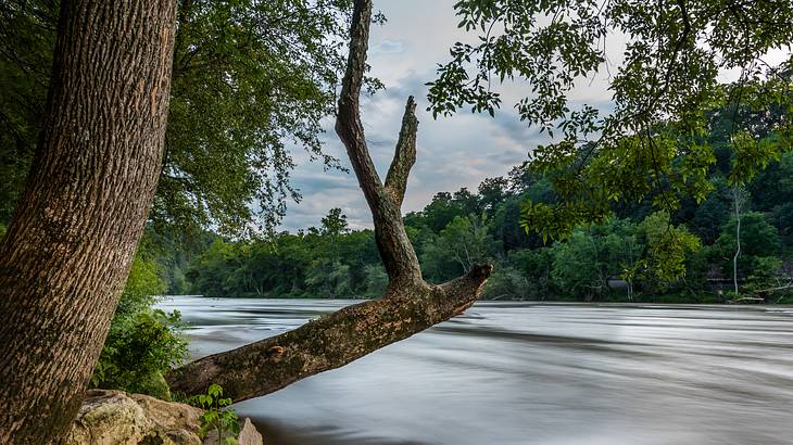 A tree branch hanging over a river with trees on the opposite banks