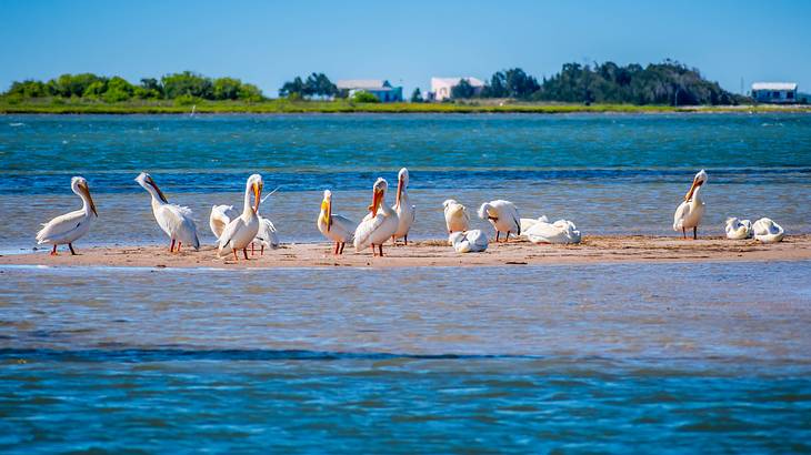 A group of pelicans on the sand surrounded by water and green land behind