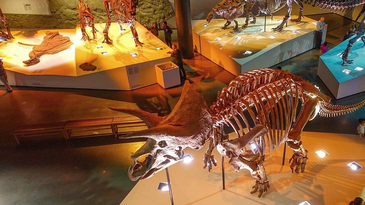 Dinosaur skeletons in a museum under yellow lighting