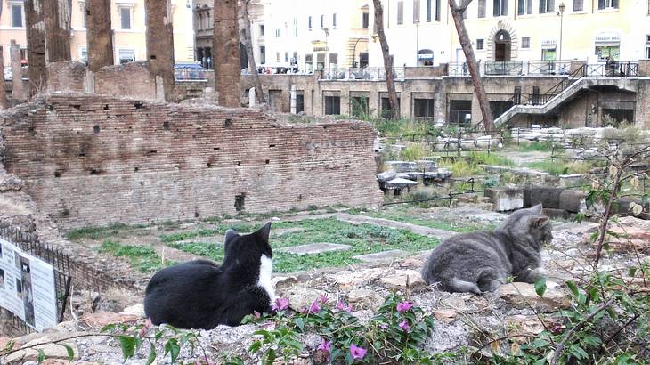 A black and grey cat sitting on ancient Roman ruins with buildings and grass around