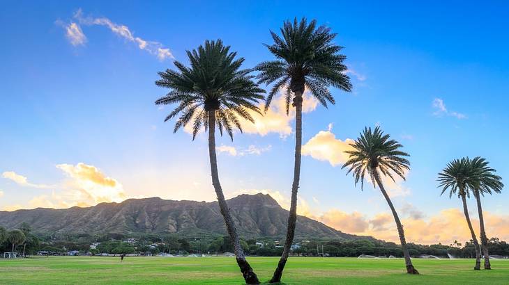 Palm trees on a grassy field with a view of a volcano in the back at sunrise