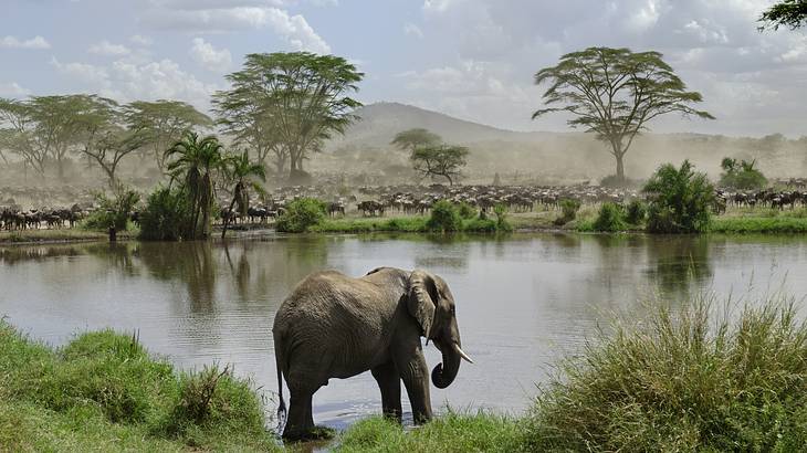 River in a wildlife park with an elephant on one side and herds of gnus on the other