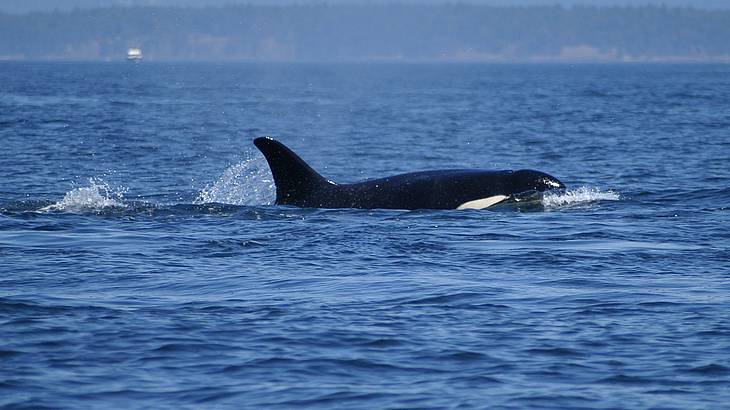A killer whale in the ocean with mountains in the distance A killer whale in the ocean with mountains in the distance