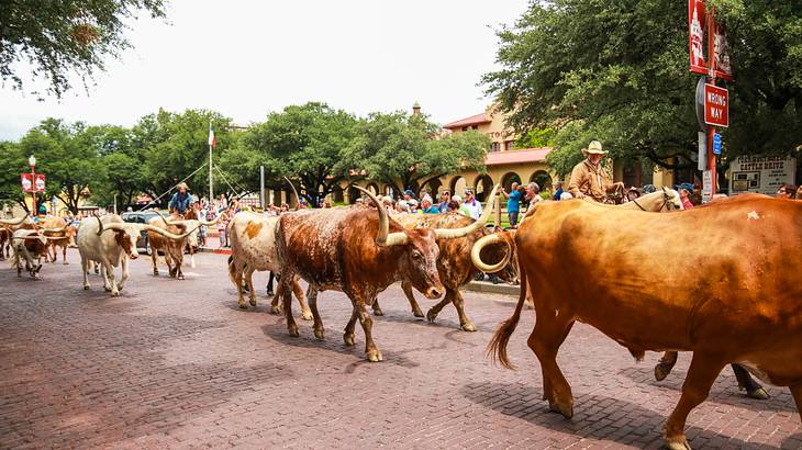 A herd of longhorns walking down a historic street with trees around