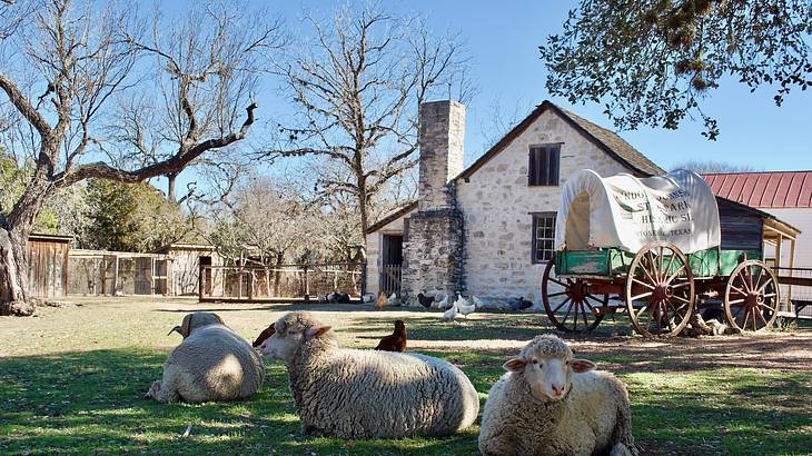 Sheep resting on grass with a wooden caravan and farmhouse behind