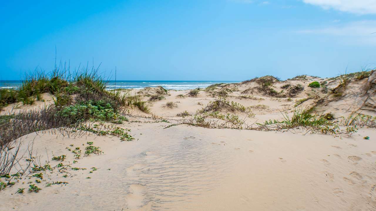 Fine sand dunes with grass along a beach under a clear blue sky