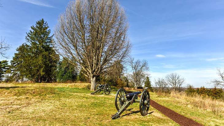 Grassy ground with rusty cannons, big trees, and a clear blue sky