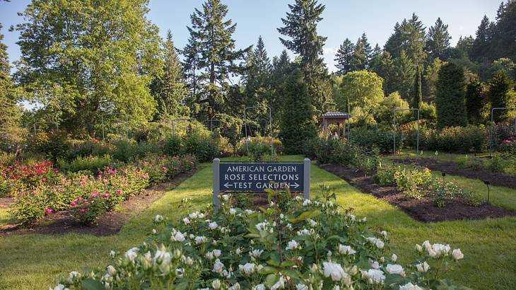 A rose garden with trees to the back and a green sign in the middle A rose garden with trees to the back and a green sign in the middle