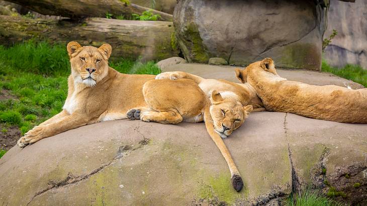 A female lion sitting on a rock with two other lions next to her