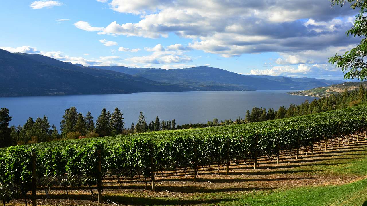 Rows of vines near a body of water with trees and mountains under a partly cloudy sky