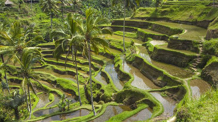 Mountainside terraces lined with grass containing brown water among coconut trees