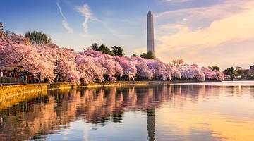 A tall pointy structure behind a row of cherry blossom trees reflected in water