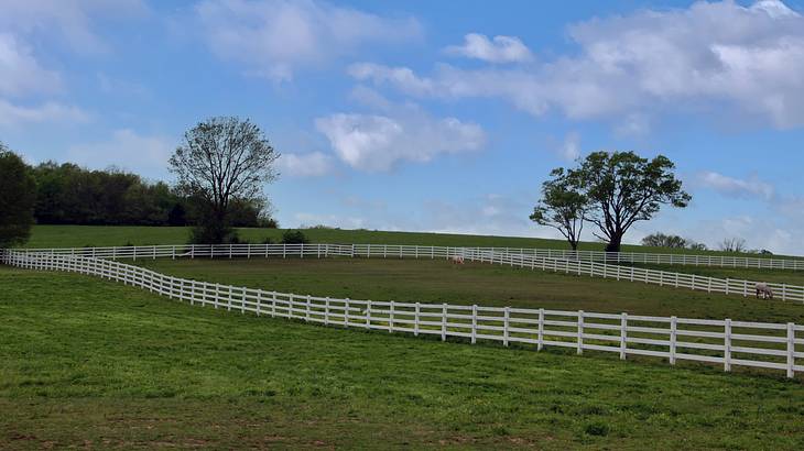 Green horse pasture with a white fence and trees and blue sky around