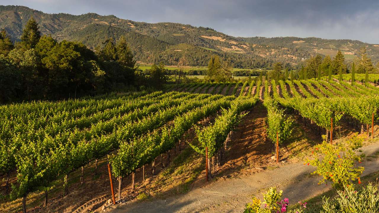 Looking towards rows of grapevines, with a mountain range and clouds at the back