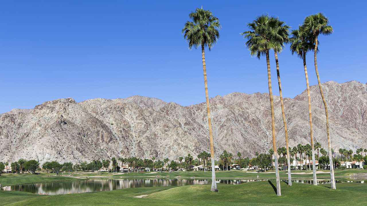 Tall palm trees in front of a golf course with a pond and a mountain range behind
