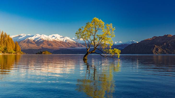 A tree in a lake with snow-capped mountains in the distance under deep blue skies