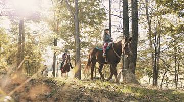 A line of horseback riders going down a grassy hill surrounded by tall trees