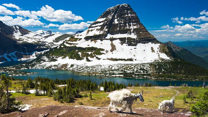 A mountain goat walking along a trail near a lake with snowy mountains behind