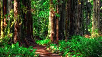 A path through a forest with large tall redwood trees on either side