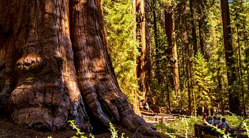 Massive brown tree trunk in the foreground with green tree foliage in the background