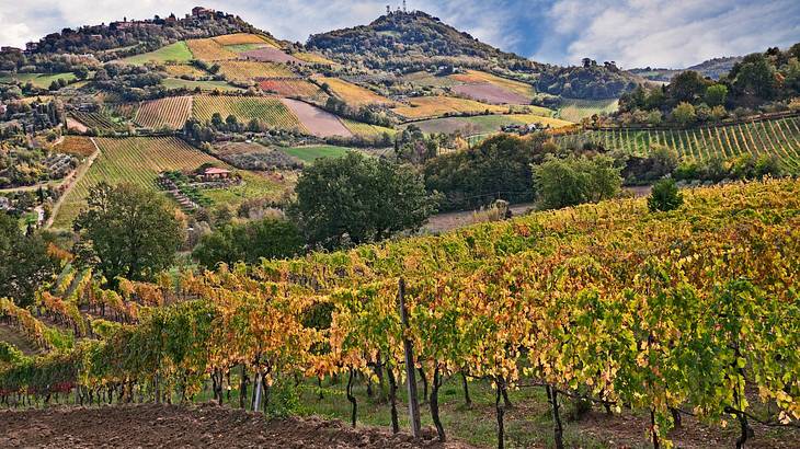 Wine farmlands over hills in autumn with the leaves on the trees a golden yellow