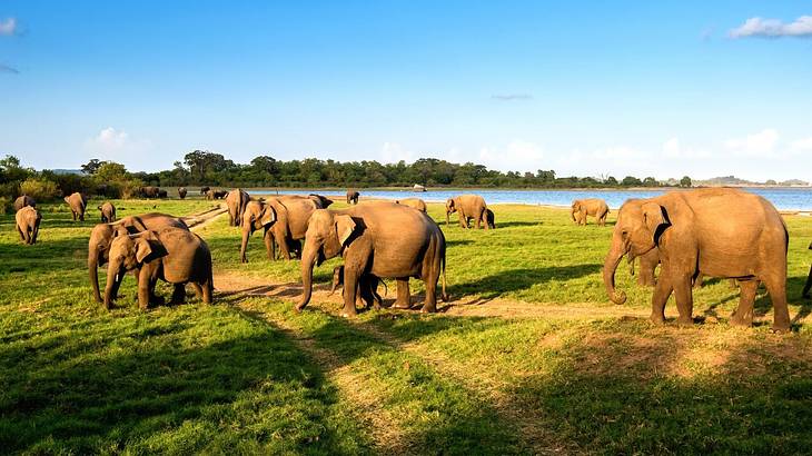 A herd of elephants on green grass under a blue sky