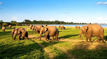 A herd of elephants on green grass under a blue sky