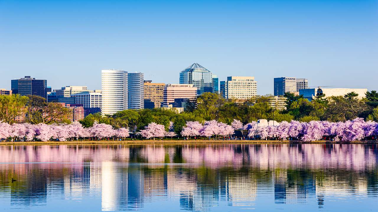 A city skyline with buildings and pink and green trees in front reflected in water