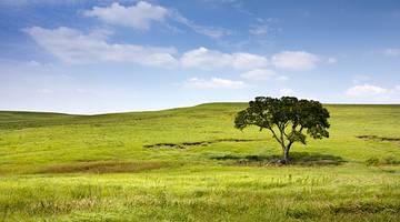 A lone green tree on the right, in the middle of a grassy hill on a nice day